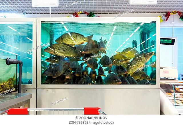 SAMARA, RUSSIA - DECEMBER 21, 2014: Live fish ready for sale in the hypermarket Karusel. One of largest food retailer in Russia