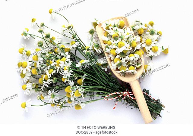 Tied together several chamomile branches with a red-white cord a wood spoon filled with chamomile blossoms against white background