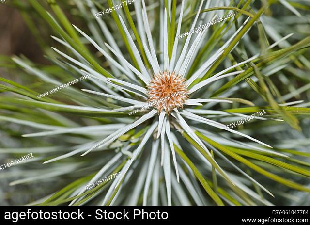 Shoot of Canary Island pine Pinus canariensis. Las Lajas. Vilaflor. Corona Forestal Natural Park. Tenerife. Canary Islands. Spain