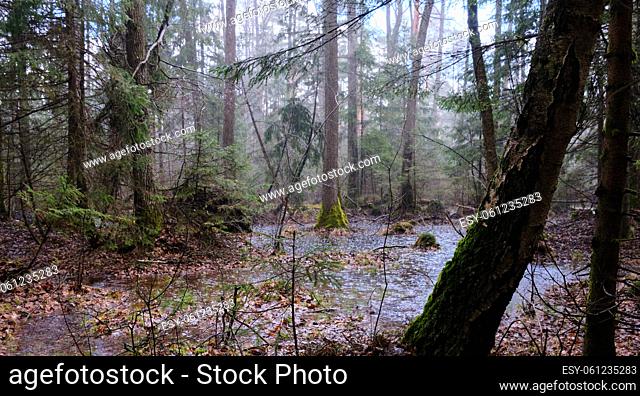 Springtime alder-bog forest in heavy rainfall, Bialowieza Forest, Poland, Europe