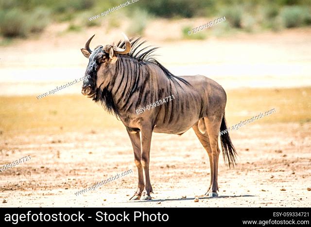 Blue wildebeest standing in the sand in the Kalagadi Transfrontier Park, South Africa