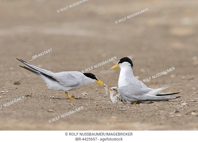 Least Terns (Sterna antillarum), adult feeding first fish to newly hatched young, Port Isabel, Laguna Madre, South Padre Island, Texas, USA