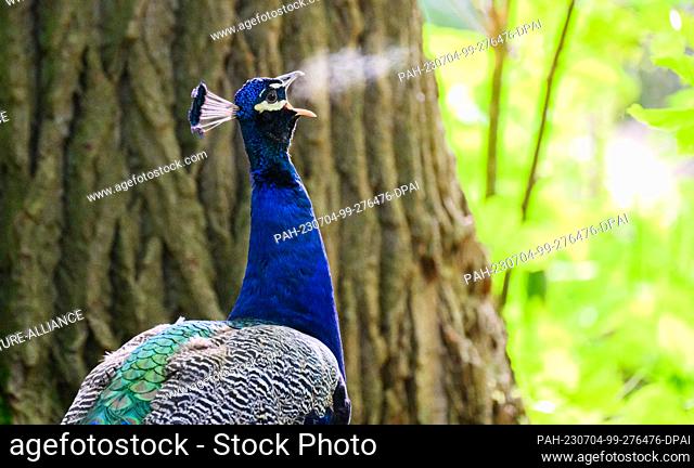 04 July 2023, Lower Saxony, Laatzen: A mating peacock cries in the early morning in the Leinemasch in the Hannover region