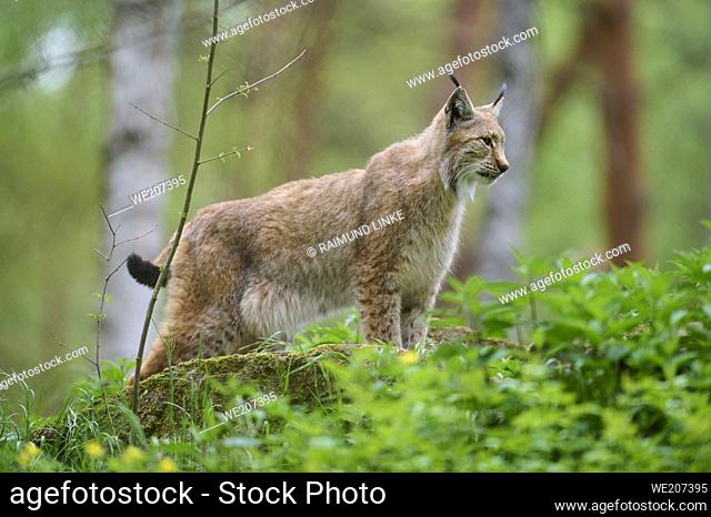 European Lynx; Lynx lynx