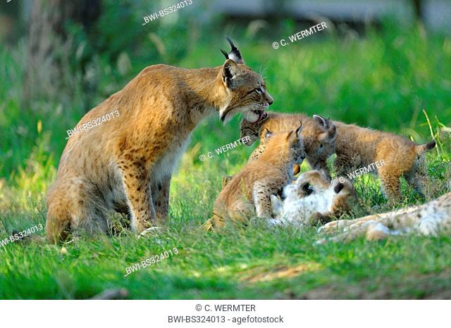 Eurasian lynx (Lynx lynx), female with her playing infants in a meadow, Germany