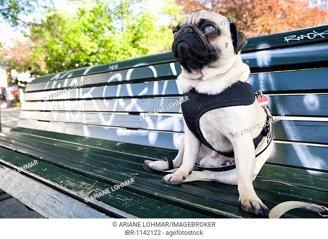 Young pug sitting relaxed on a graffiti covered park bench in the city