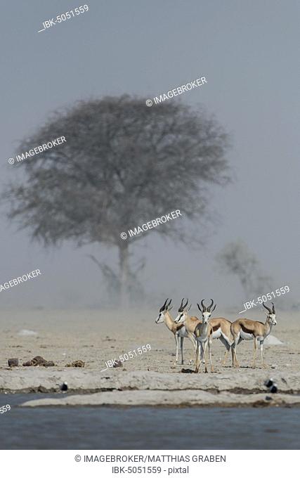 Springboks (Antidorcas marsupialis) in dusty air at a waterhole, Nxai Pan National Park, Ngamiland, Botswana, Africa