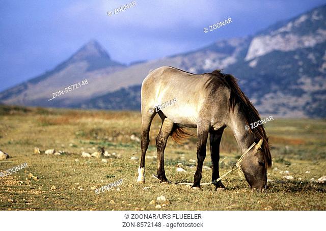 a horse in the landscape on the Island of Porto Santo ot the Madeira Islands in the Atlantic Ocean of Portugal