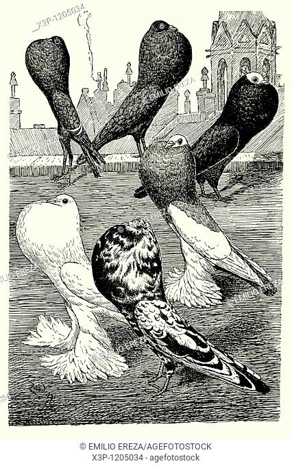 Assorted rare pigeons  Antique illustration  1900