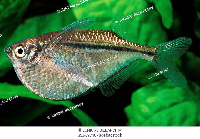 gasteropelecus sternicla / common hatchetfish / silver hatchetfish