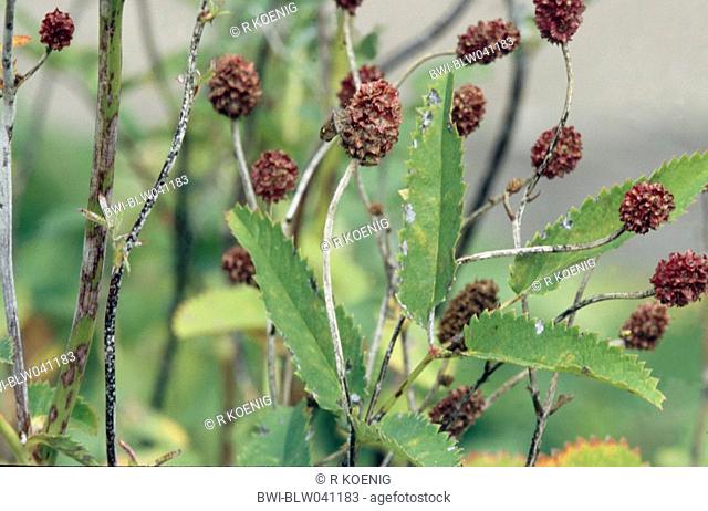great burnet Sanguisorba officinalis, withered inflorescences