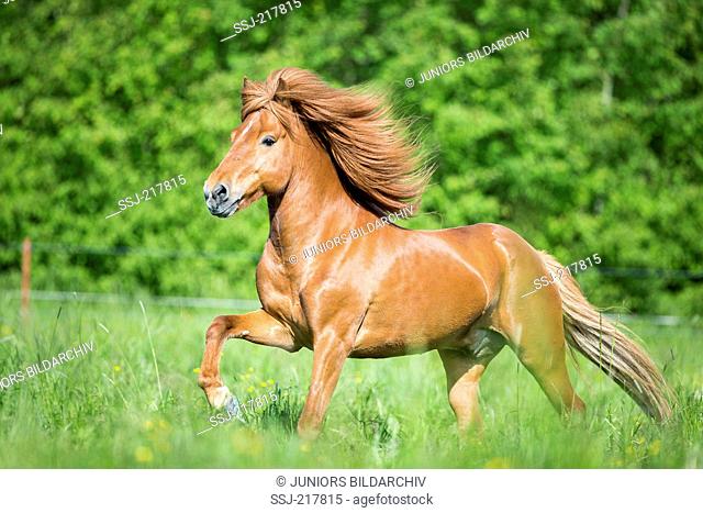 Icelandic Horse. Chestnut stallion galloping on a pasture. Austria