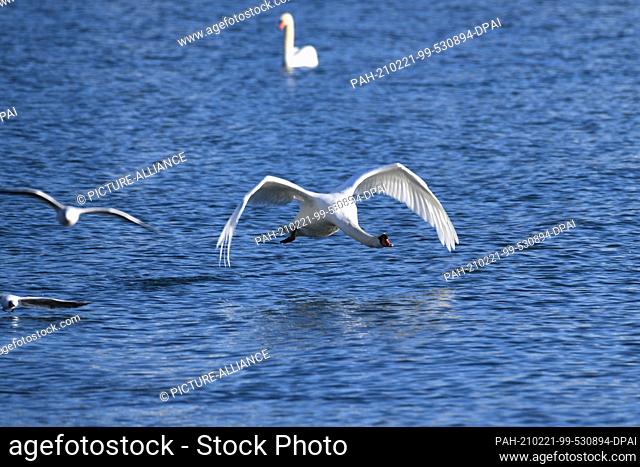 21 February 2021, Baden-Wuerttemberg, Langenargen: A swan flies over Lake Constance in front of Langenargen. The thermometer at Lake Constance rises up to 10...