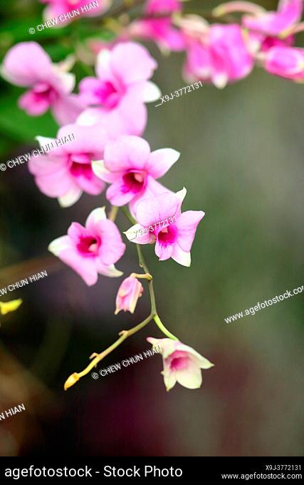 Orchid Flower in the garden, borneo, asia