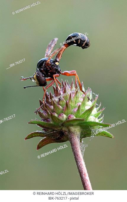 Thick-headed Fly, Wasp Fly (Physocephala rufipes), Filz, Woergl, Tyrol, Austria, Europe