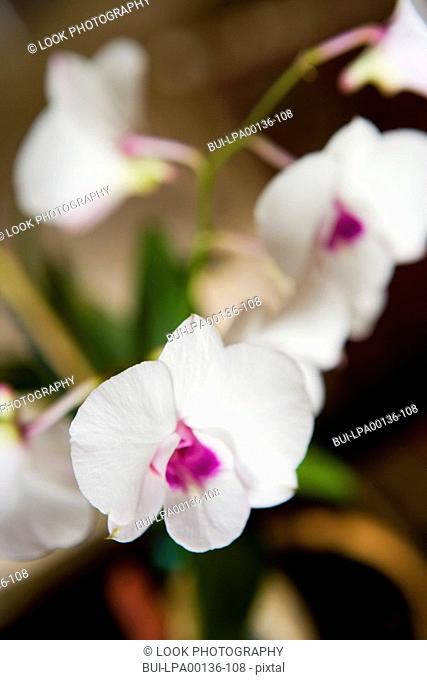Close up of a white orchid