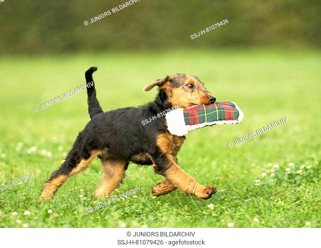 Airedale Terrier. Puppy trotting on a meadow, fetching a toy. Germany