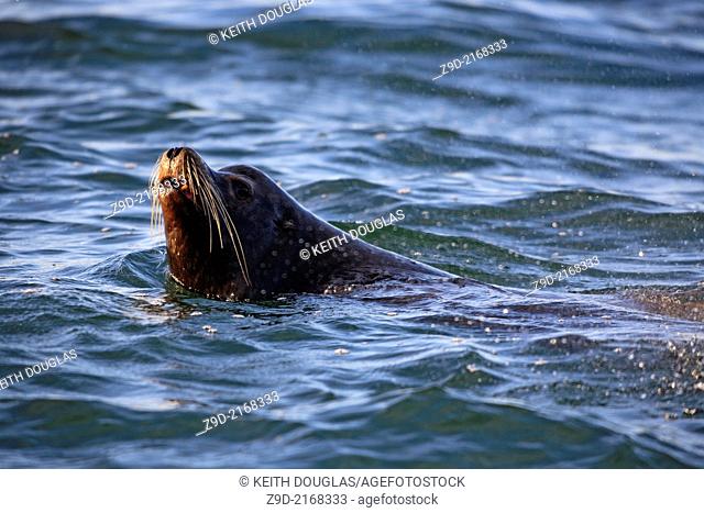 California Sea Lion (Zalophus californianus) , near Nanaimo, Vancouver Island, BC