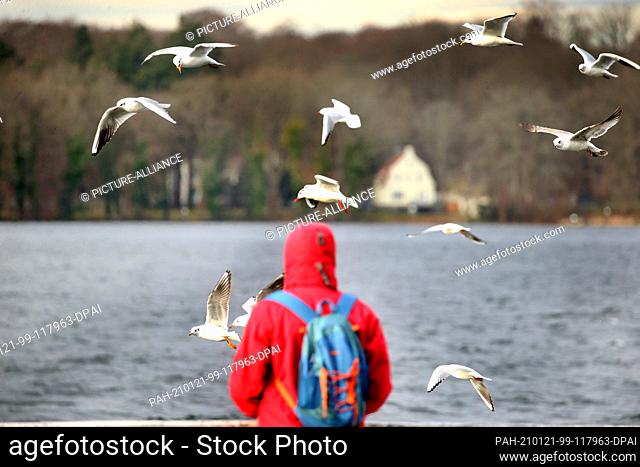 21 January 2021, Berlin: At temperatures around 13 degrees Celsius, seagulls circle a walker enjoying the spring-like weather at Tegeler See in the...
