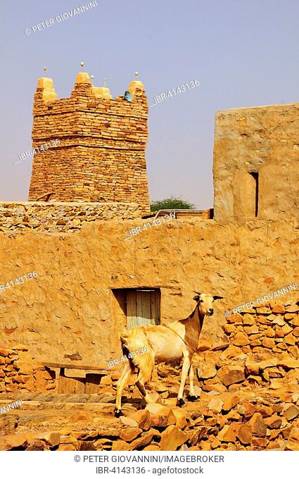 Goat on a wall in front of the minaret of the mosque in the historic centre, UNESCO World Heritage Site, Chinguetti, Adrar Region, Mauritania
