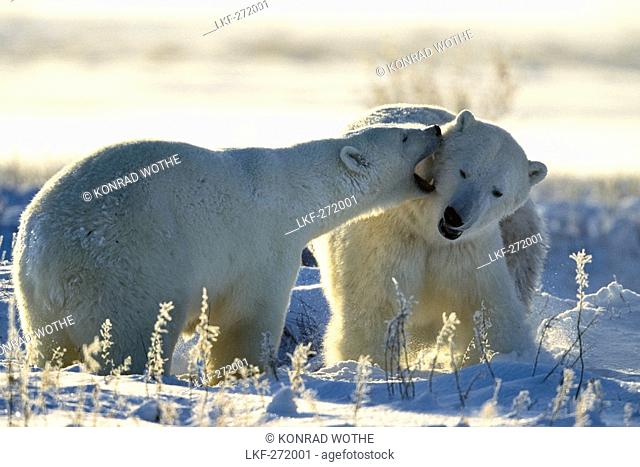 Polar Bears playing, Ursus maritimus, Churchill, Canada