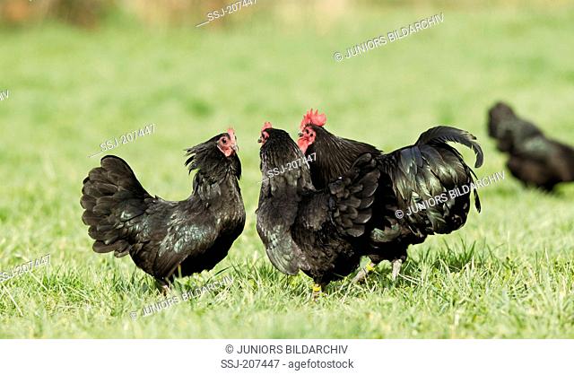 Astralorp Bantam. Rooster and pair of aggressive hens on a meadow. Germany