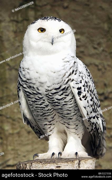 Snowy Owl (Nyctea scandiaca), female