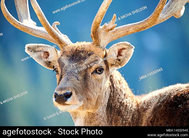 Fallow deer (Dama dama) in the Alps, male, Aurach Game Park, Kitzbühl, Austria, Europe