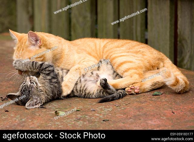Orange Cat play with her grey kitten in natural habitat