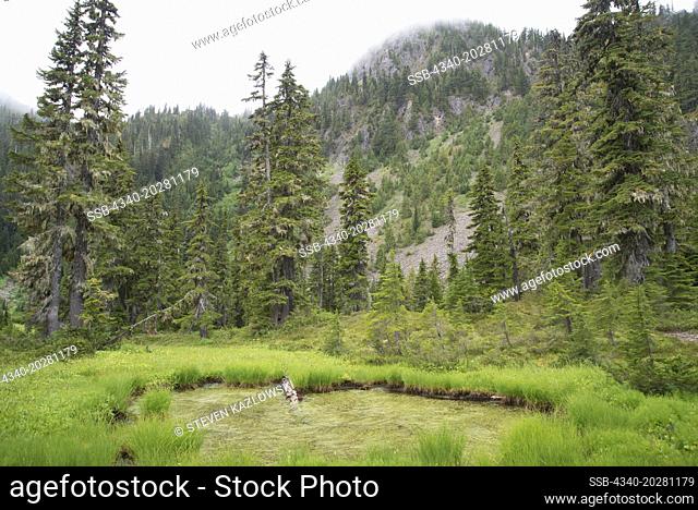 Landscape of an alpine tall grass wetland pond at Sol Duc Park camp, along the High Divide Loop Trail in summer, Olympic National Park, Olympic Peninsula