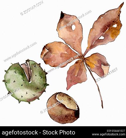 Autumn chestnut leaves. Leaf plant botanical garden floral foliage. Aquarelle leaf for background, texture, wrapper pattern, frame or border