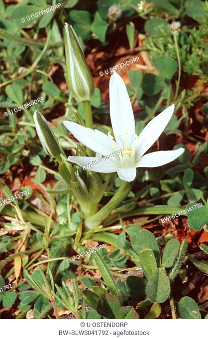 White Star of Bethlehem Ornithogalum collinum, flower and bud, Spain, Andalusia