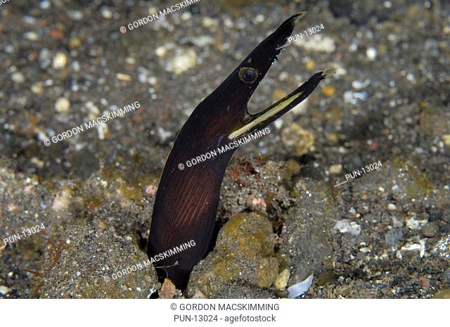 Ribbon eels Rhinomuraena quaesita are nearly always found with their head and varying amounts of body length extending from their burrow They are hermaphrodite...