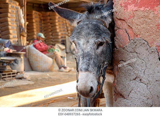 Donkey on the street in Marrakesh, Morocco