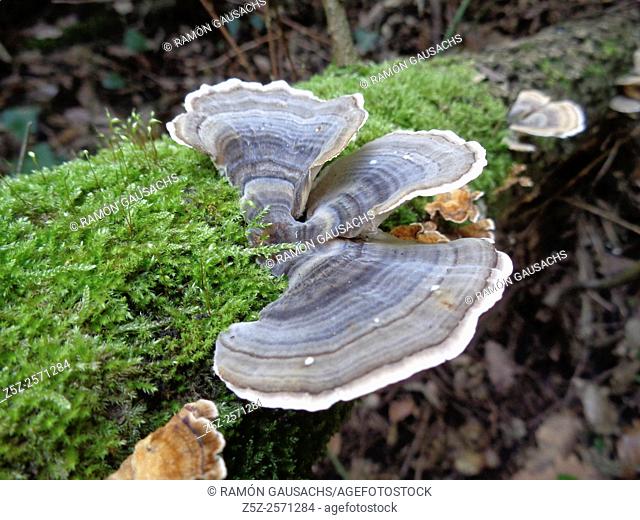 Fungi (Trametes versicolor), Catalonia, Spain