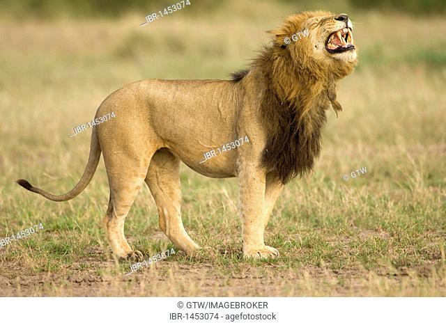 Lion (Panthera leo) taking up the scent of a lioness in the savannah, Masai Mara, Kenya, East Africa