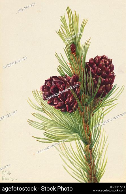 Whitebark Pine (Pinus albicaulis), 1931. Creator: Mary Vaux Walcott