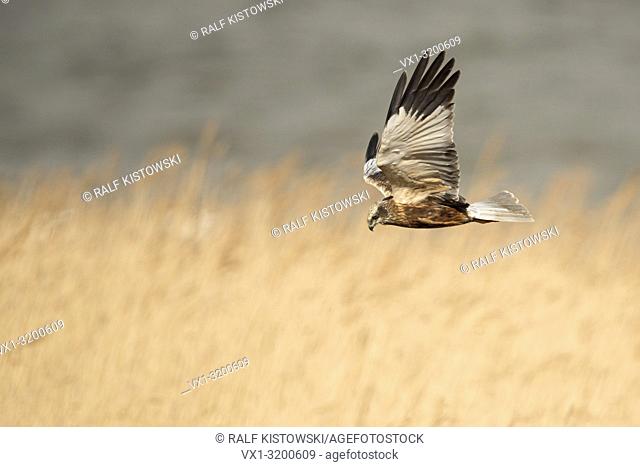 Western Marsh Harrier ( Circus aeruginosus ) in flight, searching for prey, over golden reed, Netherlands, Europe.
