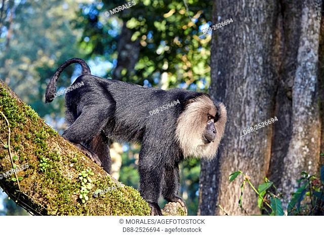 Asia, India, Tamil Nadu, Anaimalai Mountain Range Nilgiri hills, Lion-tailed macaque Macaca silenus, or the Wanderoo, The lion-tailed macaque ranks among the...