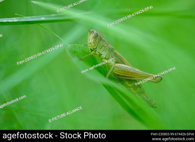 PRODUCTION - 02 August 2023, Berlin: A grasshopper sits between blades of green grass. The German Nature and Biodiversity Conservation Union (NABU) is calling...