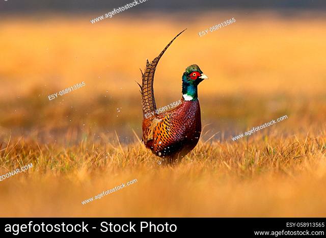 Common pheasant, phasianus colchicus, looking on grass in evening sunlight. Brown and green bird standing on dry field. Ring-necked feathered animal walking on...