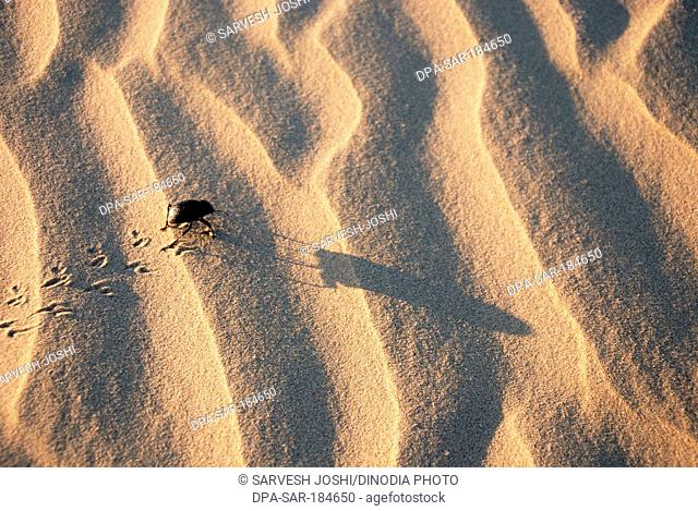 Beetle on sand Desert Khuhri Jaisalmer Rajasthan India