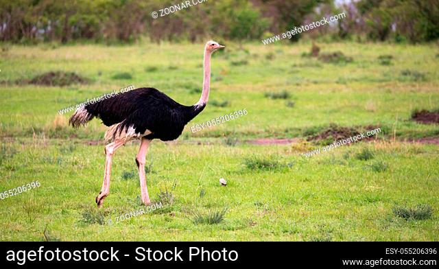 One male Ostrich bird runs through the grass landscape from the savannah in Kenya