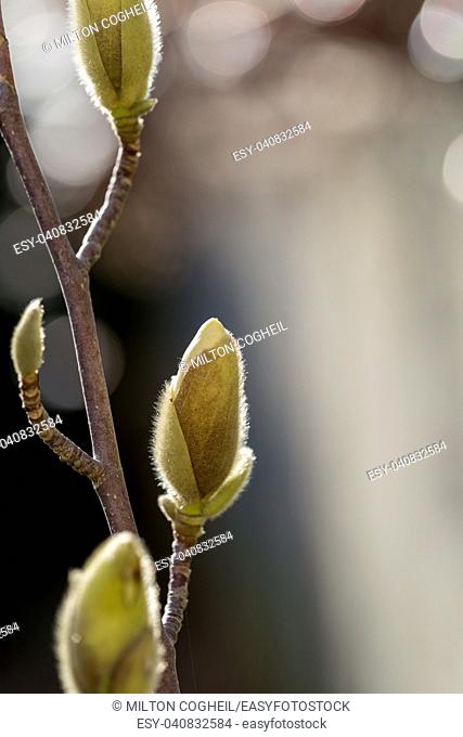 Magnolia buds growing in the late winter sunshine