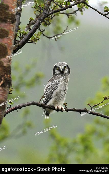 Northern hawk owl (Surnia ulula) almost fledged young bird, Lapland, Norway, Scandinavia, Europe