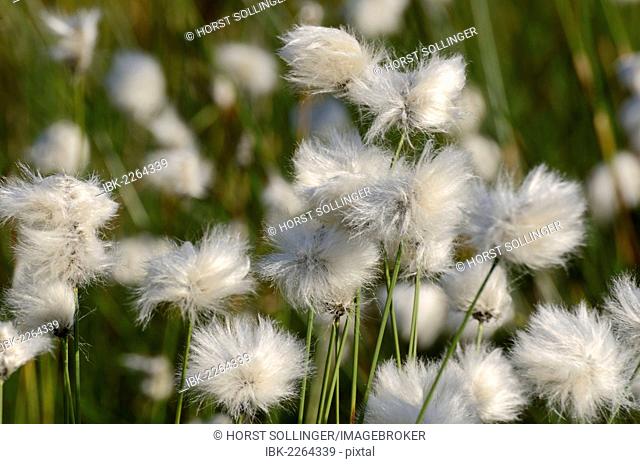 Flowering Hare's-tail Cottongrass, Tussock Cottongrass or Sheathed Cottonsedge (Eriophorum vaginatum), Grundbeckenmoor near Rosenheim, alpine upland, Bavaria