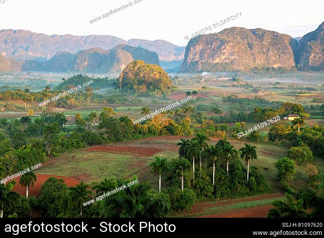 The Vinales Valley at dawn with its boulder-like hills, the unique mogotes and scattered Cuban royal palms (Roystonea regia)