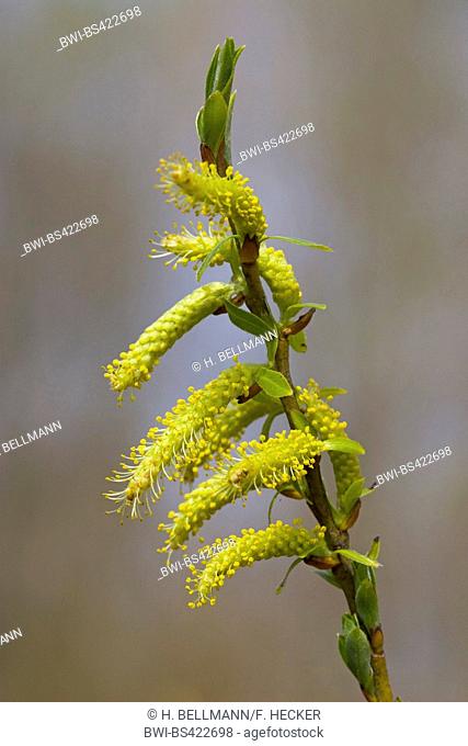 White willow (Salix alba), blooming branch, Germany