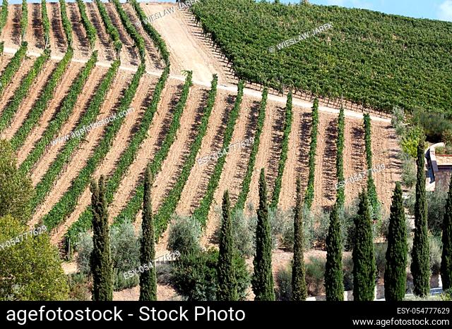 best tuscan vineyards around Montalcino and San Antimo