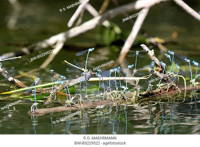 white-legged damselfly (Platycnemis pennipes), couples ovipositing eggs, France, Franche-Comte, Jura